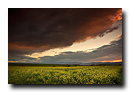 Champs de colza, ciel menaçant