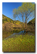 Lac de Kruth, Wildenstein, Haut-Rhin, Alsace, France