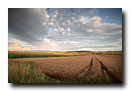 Champs de ble, Pays de Hanau, Bas-Rhin, Alsace, France