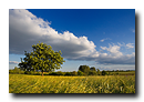 Paysage champêtre