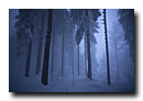 Forêt sous la neige et la brume. Ambiance hivernale. 