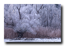 Vegetation sous le givre. Delta de la Sauer