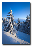 Epicea ,Forêt Noire, Mummelsee, Allemagne