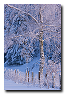 Arbre sous la neige en Fôret Noire en Allemagne