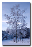 Arbre gelé en Fôret Noire et Allemagne