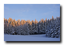 Coucher de soleil sur la cime des sapin en Fôret Noire en Allemagne