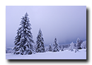 Sapins vosgiens sous la neige, La Serva, Bas-Rhin, Alsace