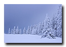 Sapins vosgiens sous la neige, La Serva, Bas-Rhin, Alsace