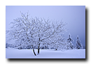 Arbre sous la neige, La Serva, Bas-Rhin, Alsace