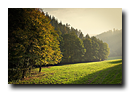 Lueur dorée d'automne sur la route du Hohwald