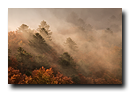 Arbres dans la brume, Vosges, Hohneck, Haut-Rhin, Alsace, France