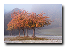 Arbre rougeoyant, Lichtenberg, Bas-Rhin, Alsace, France