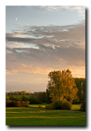 Arbre doré dans le pays de Hanau