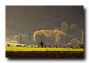 Lueur d'automne aux environs de Neuwiller-Les-Savernes