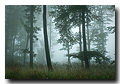 Fôret vosgienne sous la brume