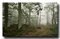 Fôret vosgienne sous la brume