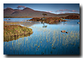 Little tree, Rannoch Moor, Highlands, Scotland