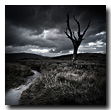 Death tree, Rannoch Moor, Lochaber, Highlands, Scotland