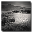 The tree, Rannoch Moor, Highlands, Scotland