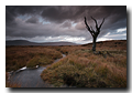 Death tree, Rannoch Moor, Lochaber, Highlands, Scotland