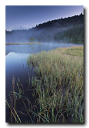 Tourbiere de Lispach, La Bresse, Vosges, France