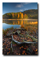 Tourbiere de Lispach en automne, La Bresse, Vosges, France