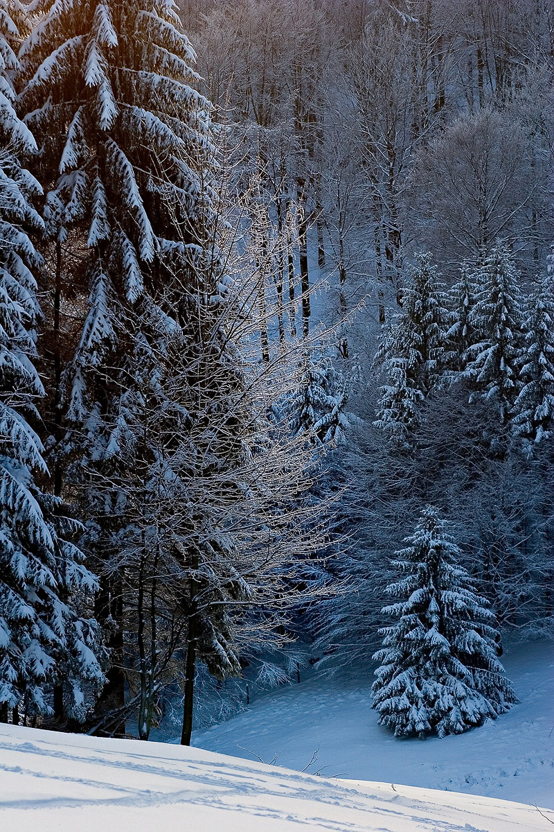 Winter