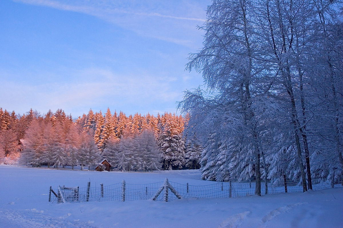 Sapins en feu