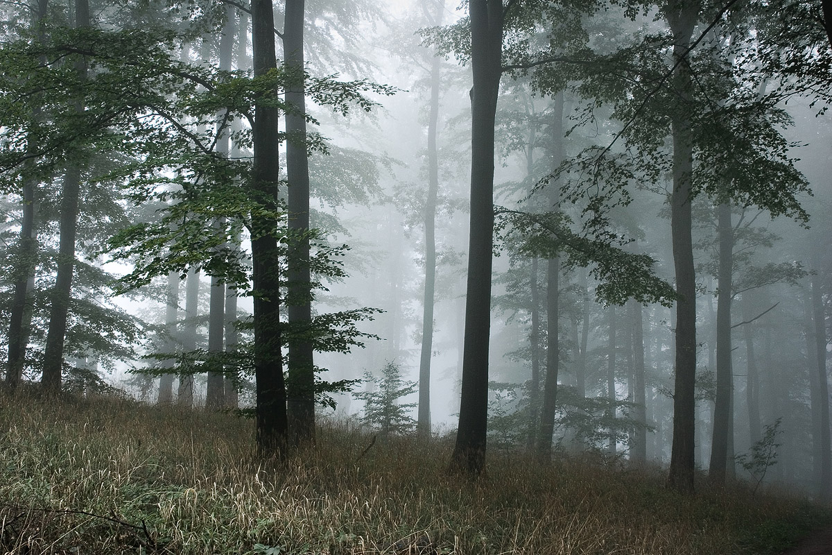 Forest Atmosphere