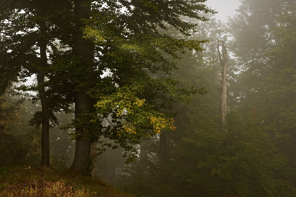 Ambiance IV