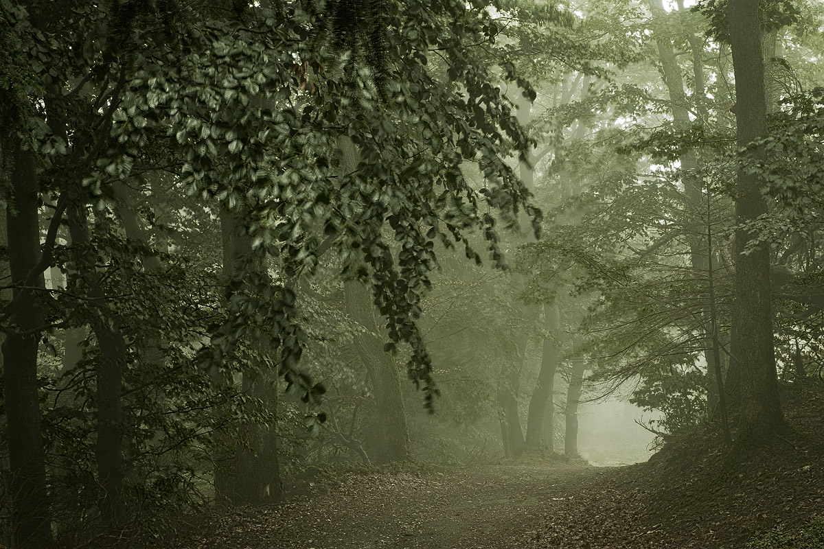 Waldstimmung