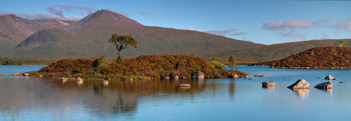 Arbre solitaire, Rannoch Moor