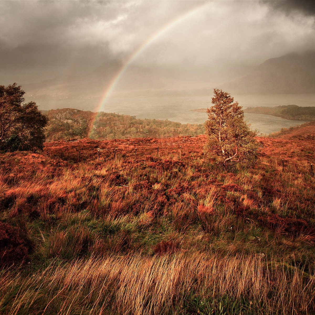 Tree under the rainbow